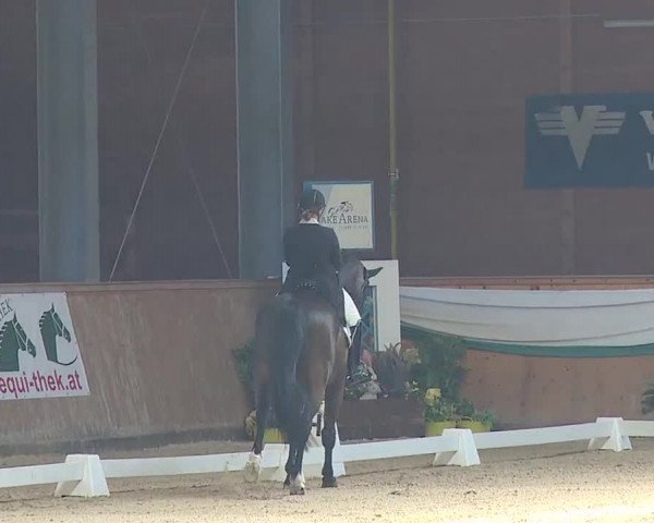 FEI Reitturnier Wiener Neustadt (AUT) 2019