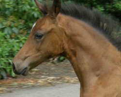 Zuchtstute Hilkens Sternchen (Deutsches Reitpony, 2008, von FS Don't Worry)