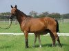 broodmare Rhea J (Hanoverian, 1997, from Regazzoni)