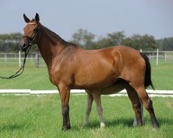 broodmare Rhea J (Hanoverian, 1997, from Regazzoni)