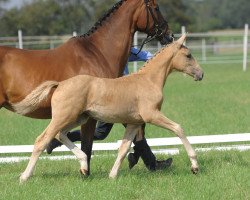 Zuchtstute Hilkens Mabelle (Westfale, 2011, von Magic Memphis)