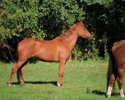 horse Orchid's Malika (Nederlands Rijpaarden en Pony, 2011, from Kanshebber)