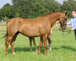 broodmare Roxane (Hanoverian, 2000, from Rosentau)