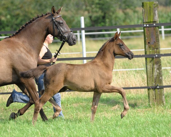 Zuchtstute Hilkens Glory (Deutsches Reitpony, 2011, von Nemax)