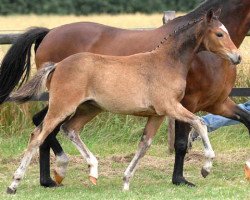 horse Hilkens Gran Royal (German Riding Pony, 2007, from FS Golden Moonlight)