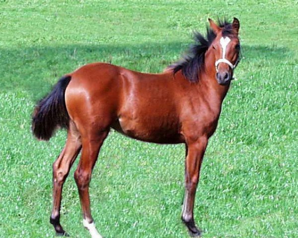 horse Djinnih (German Riding Pony, 1998, from Kimber)