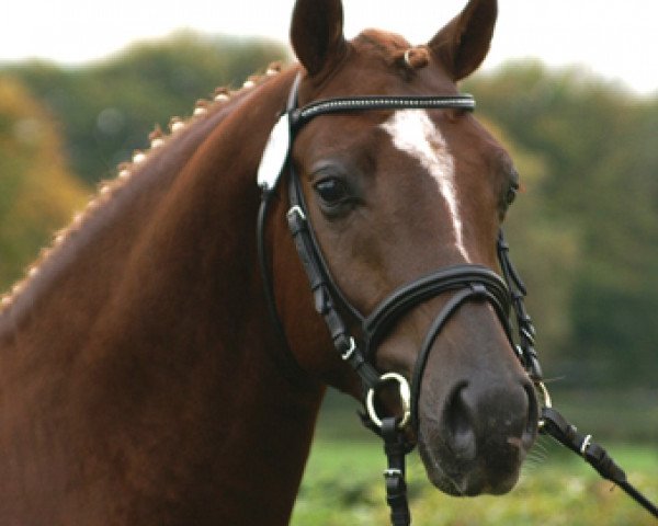 stallion Ruby Gold (German Riding Pony, 1998, from Oosteinds Ricky)
