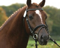 Deckhengst Ruby Gold (Deutsches Reitpony, 1998, von Oosteinds Ricky)