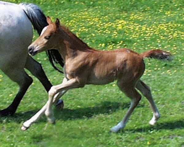 Pferd Hilkens Minnie Mouse (Deutsches Reitpony, 2003, von Ruby Gold)