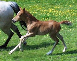 Pferd Hilkens Minnie Mouse (Deutsches Reitpony, 2003, von Ruby Gold)