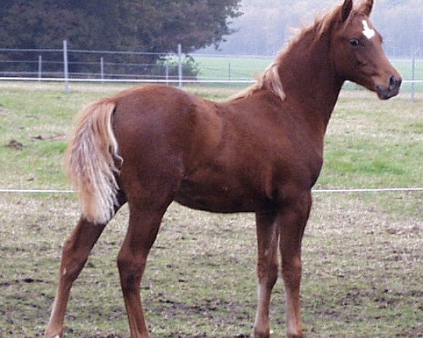 Pferd Hilkens Ruby Magic (Deutsches Reitpony, 2003, von Ruby Gold)