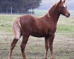 Pferd Hilkens Ruby Magic (Deutsches Reitpony, 2003, von Ruby Gold)