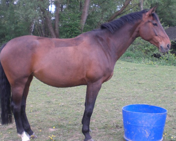dressage horse Coriana 24 (Rhinelander, 2002, from Coriando)