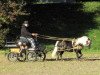 stallion Lars (Shetland Pony, 2005, from Luxus)