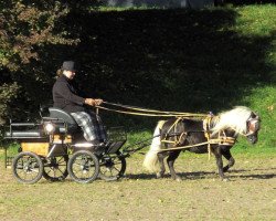 Deckhengst Lars (Shetland Pony, 2005, von Luxus)