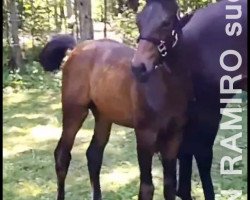 dressage horse Don Ramiro (Bavarian, 2014, from Damsey FRH)