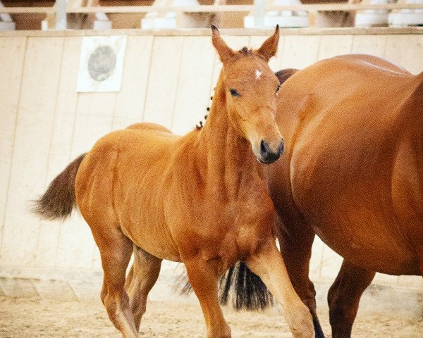 dressage horse Feuersteins Mysterio (German Sport Horse, 2020, from Fred Feuerstein)