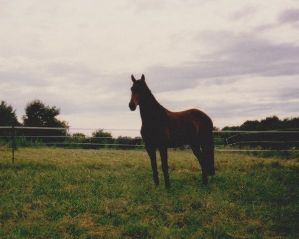 Pferd Rastelli S (Rheinländer, 1991, von Roncalli xx)