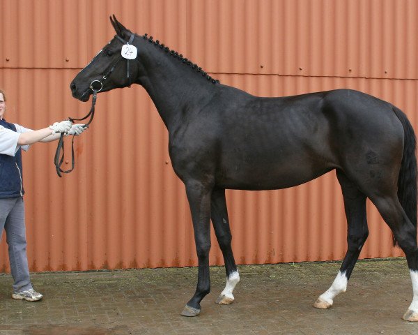 broodmare Wind Queen B (Mecklenburg, 2003, from Wind Dancer)