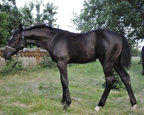 broodmare Ruthy Vainqueur PS (Hanoverian, 2016, from Rubioso Noir)