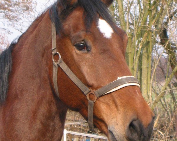 Pferd Sir Siggi 2 (Hannoveraner, 1993, von Singular Joter)