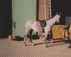 horse Wallenrod 4 (Russian Trakehner, 1991, from Blesk)