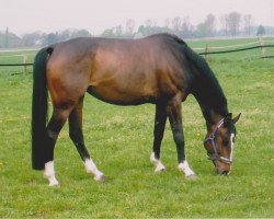 broodmare White Sox (Rhinelander,  , from Worldchamp)