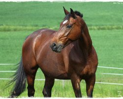 dressage horse Rising Sun 66 (Brandenburg, 2000, from Rubinstern Noir)