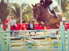 jumper Unbelievable (KWPN (Royal Dutch Sporthorse), 2001, from Concorde)