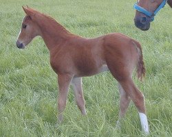 Pferd Hilkens Dare To Dream (Deutsches Reitpony, 2003, von Arts-Dancer-Boy)