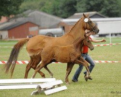 Zuchtstute Hilkens Georgia (Deutsches Reitpony, 2009, von Hilkens Black Delight)