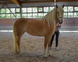 dressage horse Stella-Marie 3 (Haflinger, 2013, from Stano)