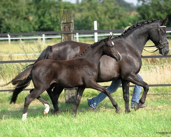 Zuchtstute Hilkens Schwarze Hexe (Deutsches Reitpony, 2011, von Black Dancer)