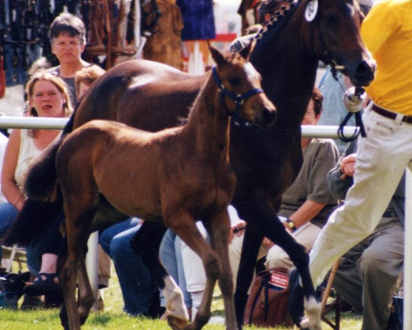 broodmare Lady Roxana (German Riding Pony, 1993, from Rocky Twist)