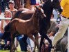 Zuchtstute Lady Roxana (Deutsches Reitpony, 1993, von Rocky Twist)