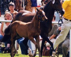 Zuchtstute Lady Roxana (Deutsches Reitpony, 1993, von Rocky Twist)