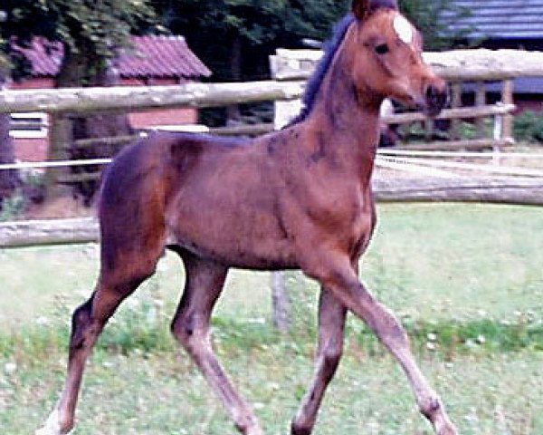 broodmare Lady Hawk (German Riding Pony, 2001, from Branduardi M)