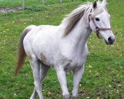 Zuchtstute Dorina (Deutsches Reitpony, 1977, von Ben Hur ox)