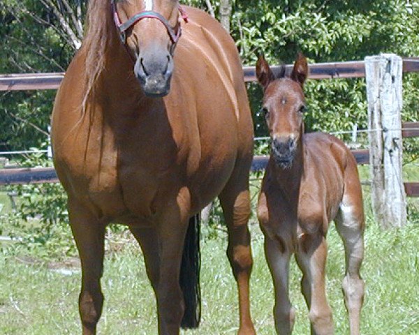 broodmare Hilkens Gala (German Riding Pony, 2005, from Dreamcatcher)