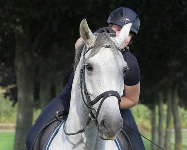 dressage horse Simply Smart (Westphalian, 2014, from Sunday)
