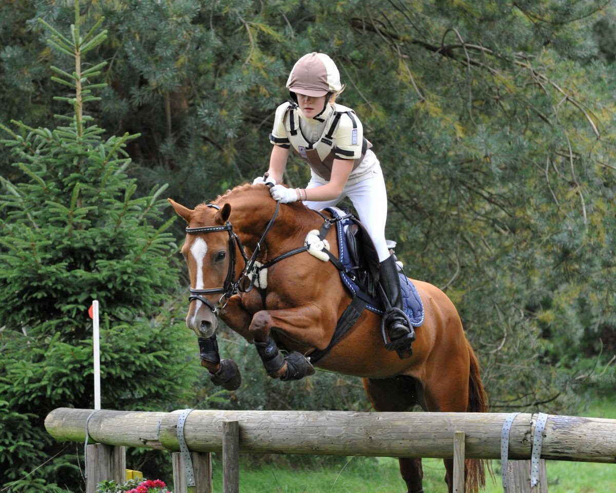 Zuchtstute Hilkens Keniyah (Deutsches Reitpony, 2001, von Branduardi M)
