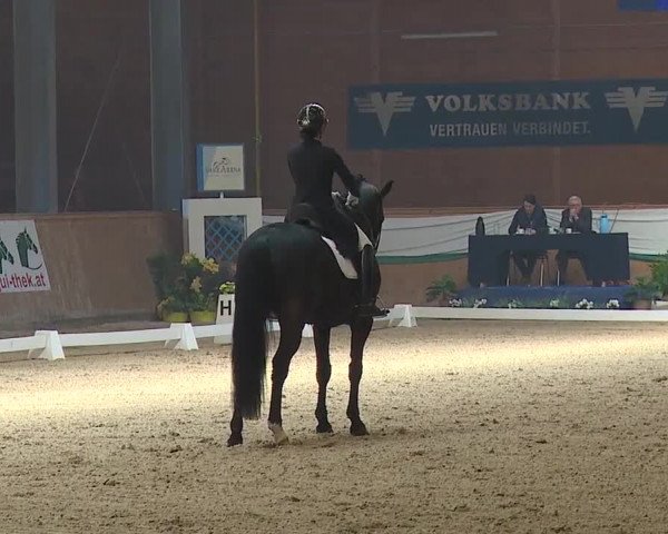 FEI Reitturnier Wiener Neustadt (AUT) 2019