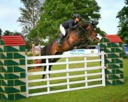 Zuchtstute Evita de Wulf Selection (Belgisches Warmblut, 2004, von Winningmood van de Arenberg)