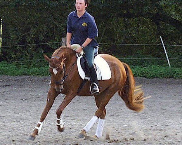broodmare Karmina (German Riding Pony, 1996, from Kimber)