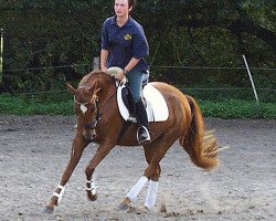 broodmare Karmina (German Riding Pony, 1996, from Kimber)