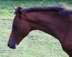 broodmare Hilkens May Lassie (German Riding Pony, 2002, from Branduardi M)