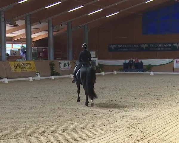 FEI Reitturnier Wiener Neustadt (AUT) 2019
