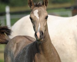 dressage horse Hilkens New Delight (German Riding Pony, 2011, from Nemax)