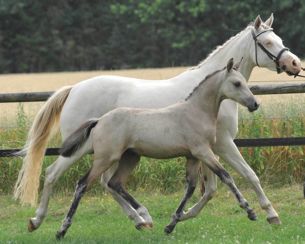 broodmare Hilkens Sweet Energy (German Riding Pony, 2010, from Nemax)