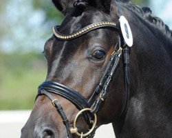 stallion Hilkens Dior (German Riding Pony, 2013, from Dance Star AT)